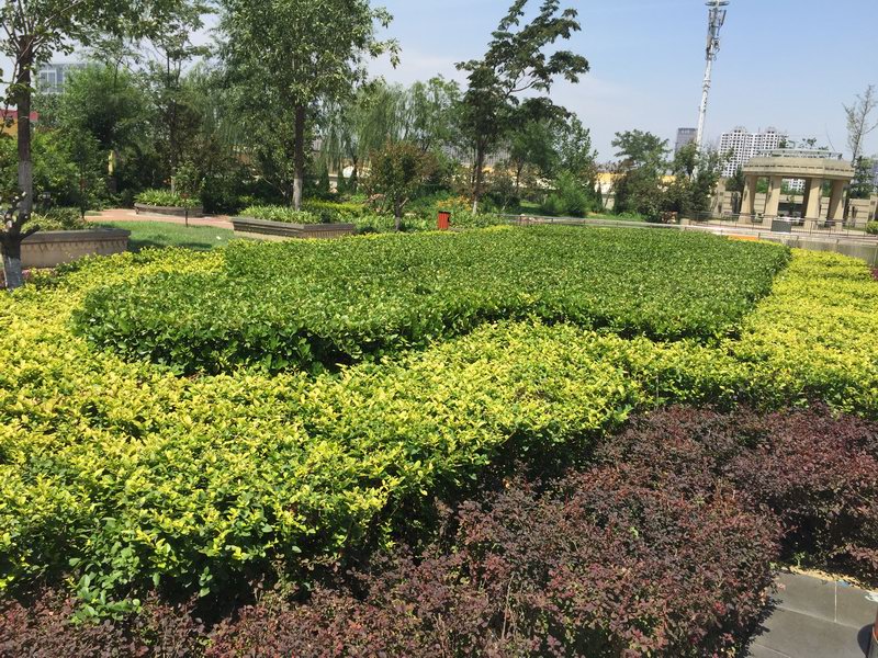 北京盛泽园林绿化工程 匠心筑绿，绘就城市生态画卷